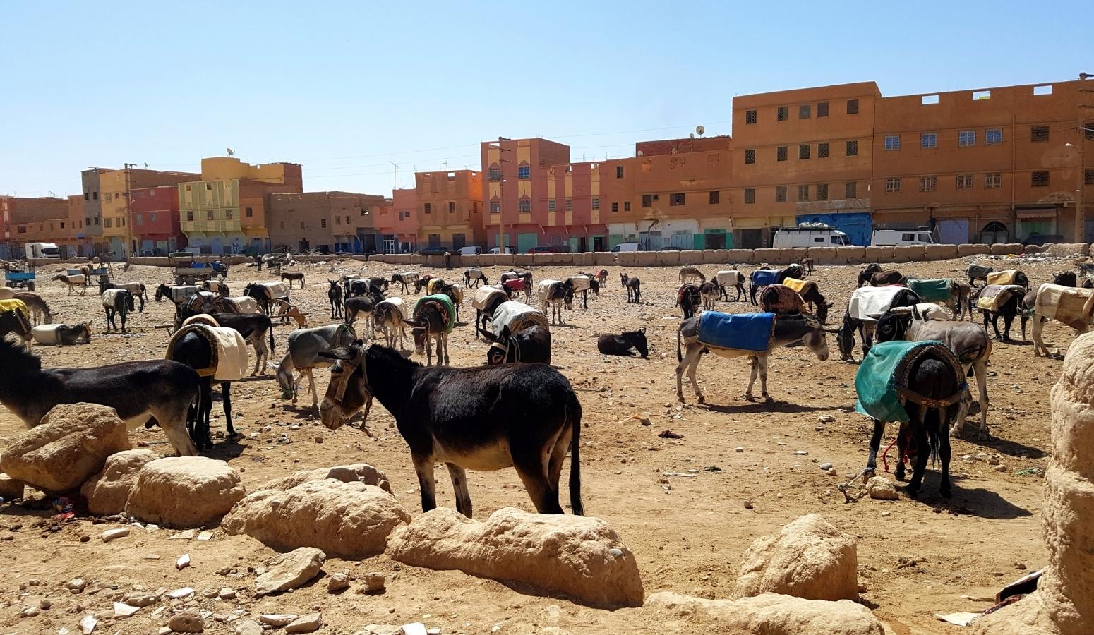 visita a la comunidad de Khamlia en el desierto de Marruecos